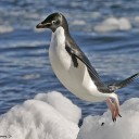 時流に乗ったペンギン