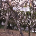 約半月も早い！我が家 梅の花2016
