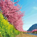 落ち着かない河津桜まつり！