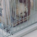 シュン 9日目
