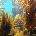 仙台うみの杜水族館 2016