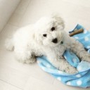 最近のシュン