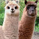 MAGI らわしい 動物園。その１．