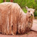 MAGI らわしい 動物園。その２．