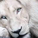 MAGI らわしい 動物園。その２．