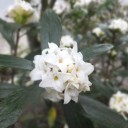 白い花がいっぱいです