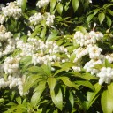 白い花がいっぱいです