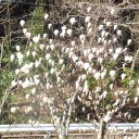 白い花がいっぱいです