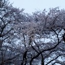 花冷え