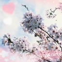 桜満喫(﹡֦ƠωƠ֦﹡)