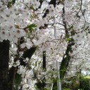 東予の桜