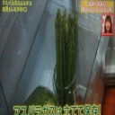 アスパラガスの凄さ！