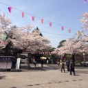 小江戸川越お花見