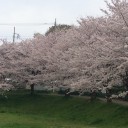 小江戸川越お花見