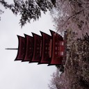 はなみ。