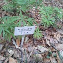 薬用植物園