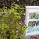 薬用植物園