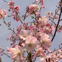 サクラ～サクラ～2