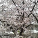 東予の桜（嵐の後）