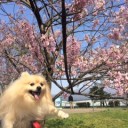 桜前線停滞中