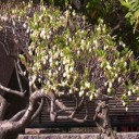 昨年よりちょっと早い我が家 春の花２０１６