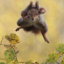 朝寝して「首ほぐし」／腹八分で医者いらず／玄米飯に塩をつけて握るんだ。からい濃いみそ汁を毎日食べるんだ／被曝から家族を守るために仕事も財産も放り投げて移住した者の苦悩などお前なんかに分かってたまるか！