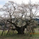 旅行3日目　①　根尾谷薄墨桜