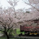 旅行3日目　①　根尾谷薄墨桜