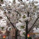 旅行3日目　②名古屋城・造幣局桜の通り抜け