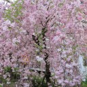 旅行3日目　②名古屋城・造幣局桜の通り抜け