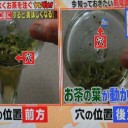急須で美味しいお茶を飲めるには・・・