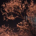 夜桜もなほ。o(^-^)o