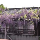 曼荼羅寺＆清流亭の藤２０１６
