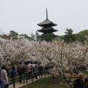 旅行5日目　仁和寺・妙心寺