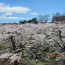 そうだ ! !  地元の桜を観に行こう