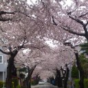 そうだ ! !  地元の桜を観に行こう