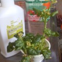 それでも花は咲く。o(^-^)o