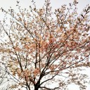 5月8日の日記