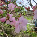 春の花が満開