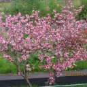 私の桜 ?