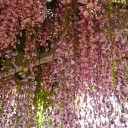 金蛇水神社 2016