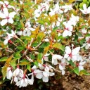 5月15日