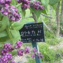 冥土のみやげにメイにゃんの