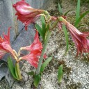 数年ぶり！我が家のアマリリスが開花してました！