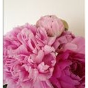 peony