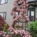 花言葉は「旅人の喜び」