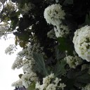 紫陽花の女（ひと）