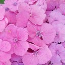 この紫陽花を贈ります