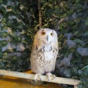 フクロウカフェ