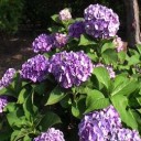 我が家の紫陽花２０１６